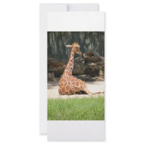 Giraffe Baby Got Back! rack cards