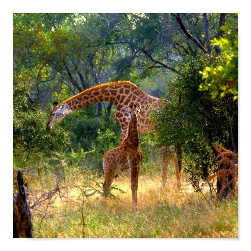 Giraffe & Baby Kruger National Park RSA print