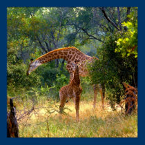 Giraffe & Baby Kruger National Park RSA posters