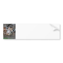 Giraffe  Bumper Sticker