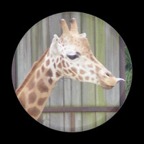 Giraffe Button magnets