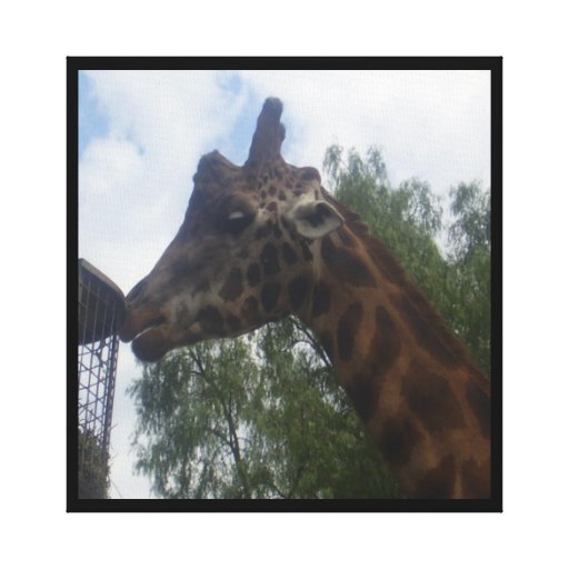 Giraffe Canvas Prints