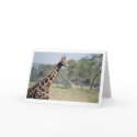 Giraffe cards by ksmcnerney Giraffe cards
