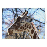 Giraffe Cards