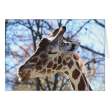Giraffe Cards