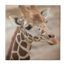 Giraffe Ceramic Tiles