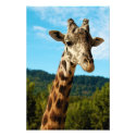 Giraffe Close Up Print photoenlargement