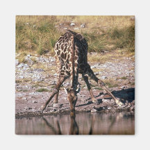Giraffe - Drinking Magnets