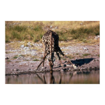 Giraffe - Drinking posters
