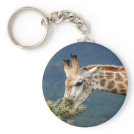 Giraffe eating keychain