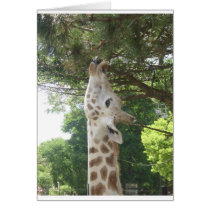 Giraffe Eating Leaf Greeting Card