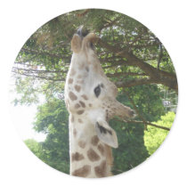 Giraffe Eating Leaf Round Stickers