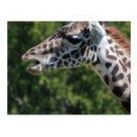 Giraffe Eating Postcard