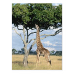 Giraffe Eating Postcards