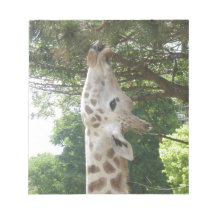 Giraffe Eating Scratch Pads