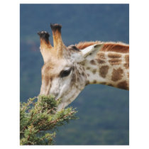 Giraffe eating some leaves custom letterhead