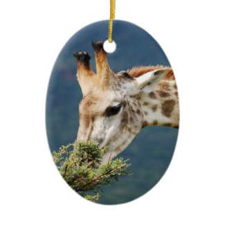 Giraffe eating some leaves
