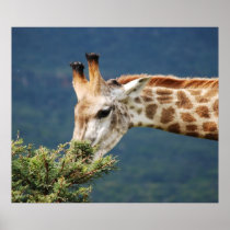 Giraffe eating some leaves print