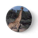 Giraffe - Etosha National Park, Namibia Pins