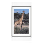 Giraffe - Etosha National Park, Namibia Personalized Photo Card