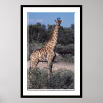 Giraffe - Etosha National Park, Namibia Posters