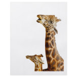 Giraffe Family Gift flyers