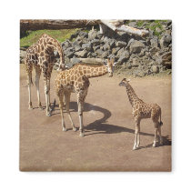 Giraffe Family Fridge Magnets