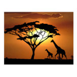 giraffe family post card