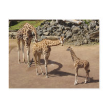 Giraffe Family Post Cards