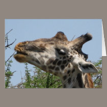 Giraffe Feeding cards