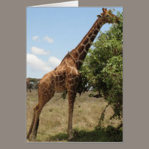 Giraffe Feeding cards