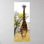 Giraffe Full Frontal Posters
