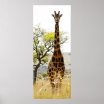 Giraffe Full Frontal Posters