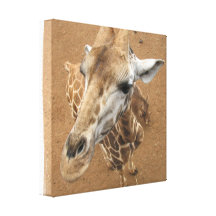 Giraffe Gaze Canvas Print