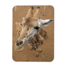 Giraffe Gaze Flexible Magnet