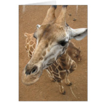 Giraffe Gaze Greeting Card