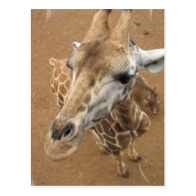 Giraffe Gaze Postcard