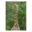 Giraffe Gentleness cards