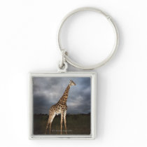 Giraffe (Giraffa camelopardalis) in dramatic Key Chains