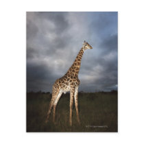 Giraffe (Giraffa camelopardalis) in dramatic Post Card