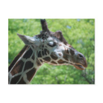 Giraffe Good Hair Day postcards