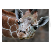 Giraffe Greeting Card