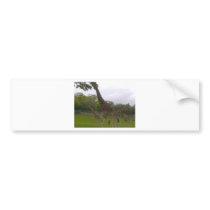 Giraffe group bumper stickers