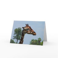 Giraffe head against blue sky photograph picture card