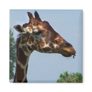 Giraffe head against blue sky photograph picture magnet