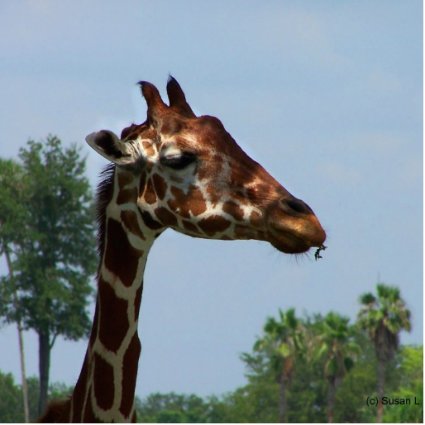 Giraffe head against blue sky photograph picture photo sculpture