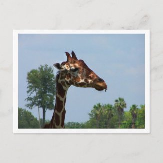 Giraffe head against blue sky photograph picture postcard
