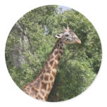giraffe head round sticker