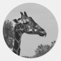 Giraffe head with plants and sky photograph sticker