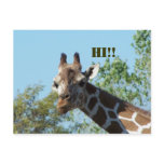 Giraffe, Hi!! Post Cards